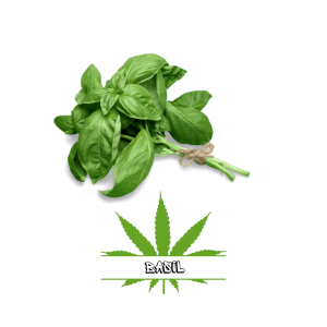 Basil