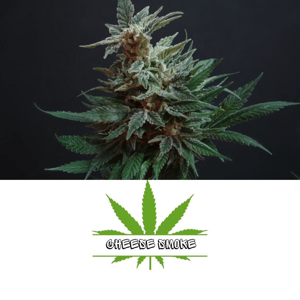 Cheese Smoke