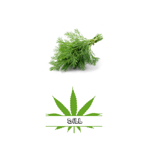 Dill