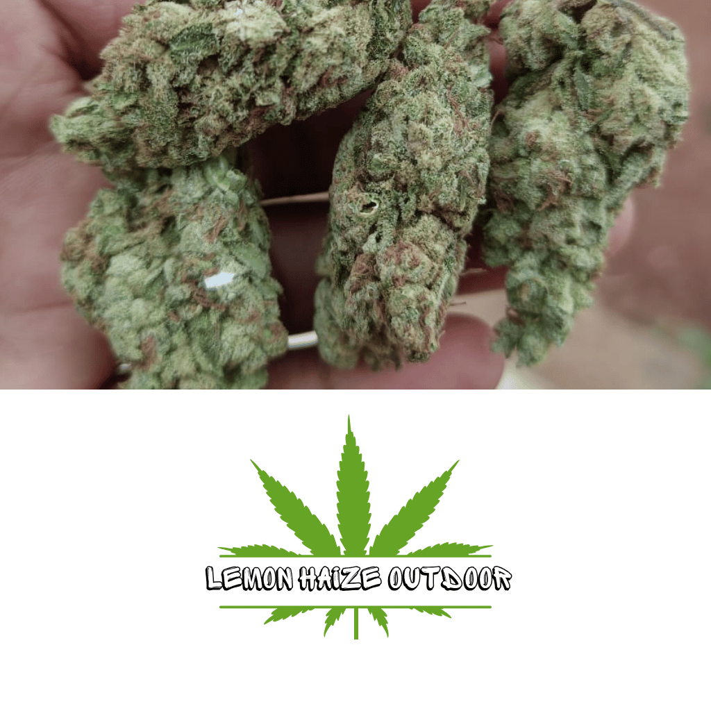 Lemon Haize Outdoor