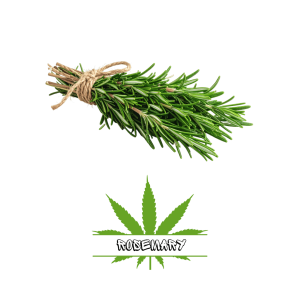 Rosemary