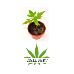 Small Plant