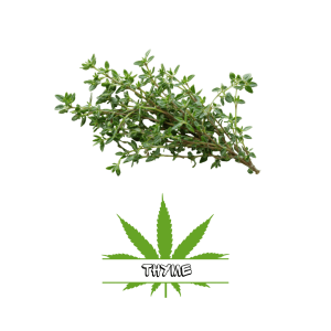 Thyme