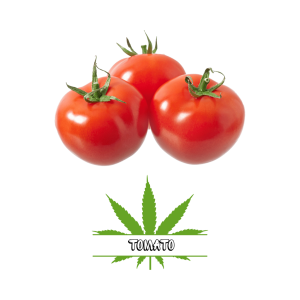 Tomato